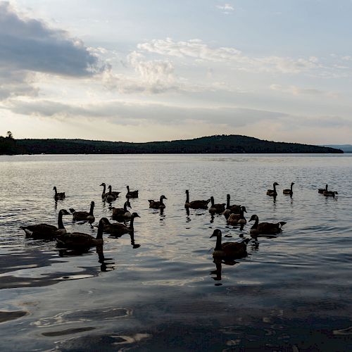 Geese are swimming on a calm lake at dusk, with a scenic shoreline and hills in the background, under a partly cloudy sky.