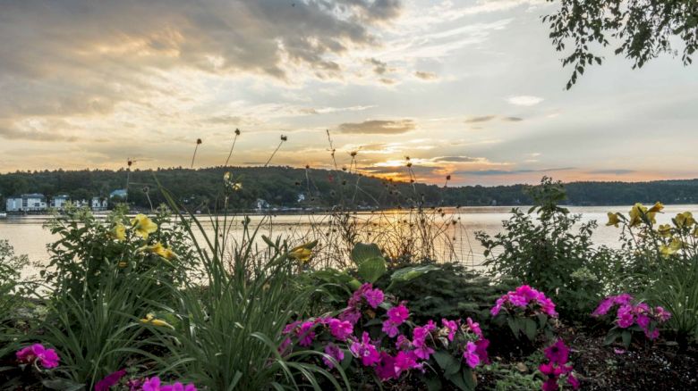 A scenic view with vibrant pink flowers in the foreground, a calm lake, and a serene sunset sky with clouds in the background.