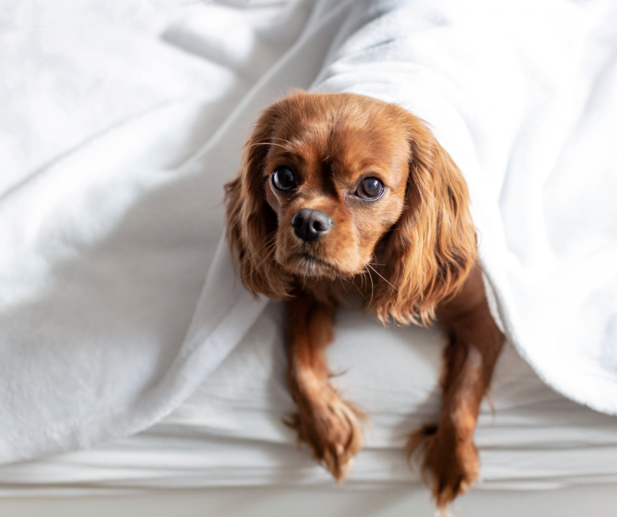 A small brown dog is lying on a bed, partially covered by a white blanket, looking at the camera.