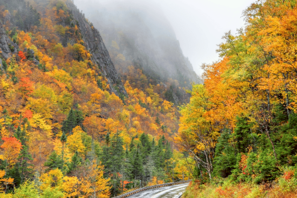 A winding road in a misty mountainous area flanked by vibrant autumn foliage in shades of yellow, orange, and green lines the scene.