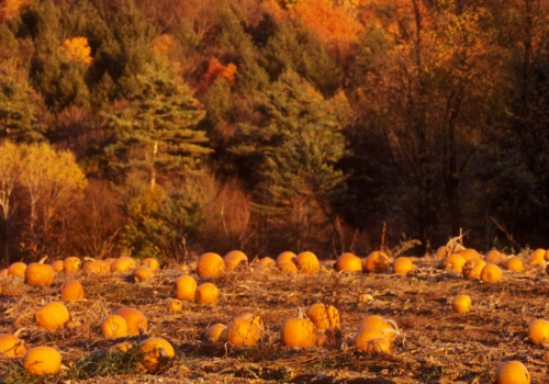 The image shows a pumpkin patch with numerous pumpkins scattered across a field, set against a backdrop of colorful autumn foliage.