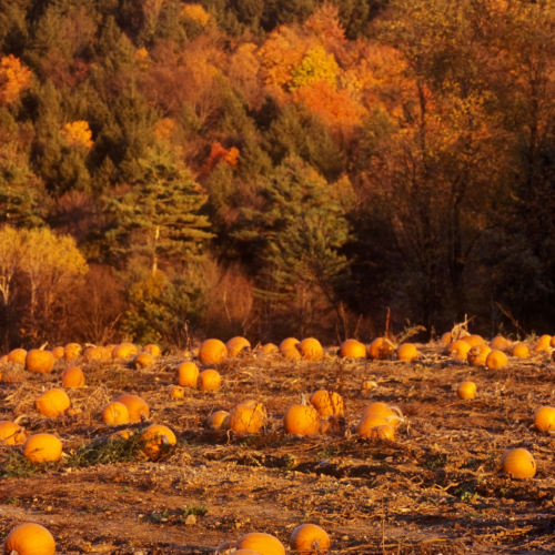 The image shows a pumpkin patch with numerous pumpkins scattered across a field, set against a backdrop of colorful autumn foliage.