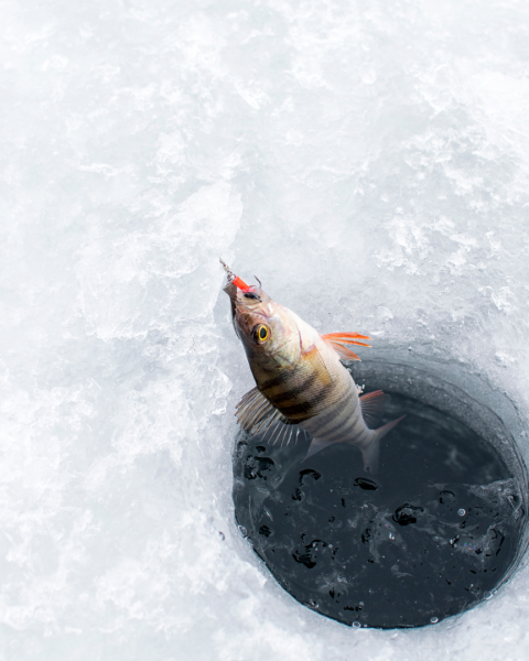 A fish is being pulled out of a small hole in the ice, likely caught by ice fishing. The icy surroundings and the fishing hole are clearly visible.