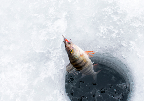 A fish is being pulled out of a small hole in the ice, likely caught by ice fishing. The icy surroundings and the fishing hole are clearly visible.