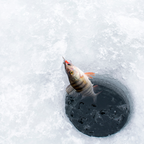 A fish is being pulled out of a small hole in the ice, likely caught by ice fishing. The icy surroundings and the fishing hole are clearly visible.