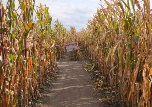 A dirt pathway cutting through a cornfield with a red on white 