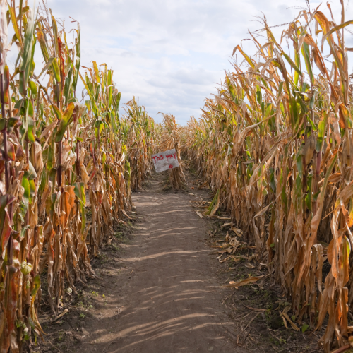 A dirt pathway cutting through a cornfield with a red on white 