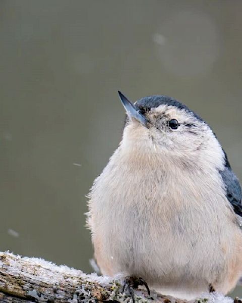 A small bird with a fluffy white and gray belly, perched on a snow-covered branch with a blurred wintery background.