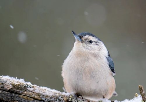 A small bird with a fluffy white and gray belly, perched on a snow-covered branch with a blurred wintery background.