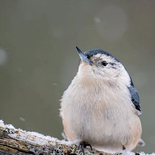 A small bird with a fluffy white and gray belly, perched on a snow-covered branch with a blurred wintery background.