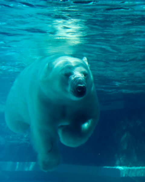 A polar bear swimming underwater in a clear blue environment, with sunlight filtering through the water.