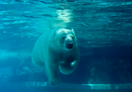 A polar bear swimming underwater in a clear blue environment, with sunlight filtering through the water.